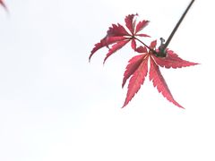 -蓝小轩蛋糕·面包(趣春店)