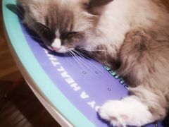 -滚猫咖啡·猫咖·猫友好撸猫(未来城店)