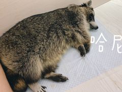 -浣熊柯尔鸭土拨鼠·电玩咖