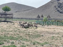 -新疆天山野生动物园