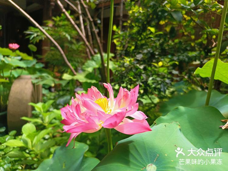 一起享受大自然的美宣平十里荷花 -大众点评