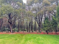 -上海滨江森林公园