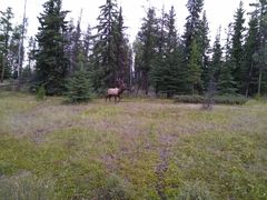 -阿萨巴斯卡瀑布观景点