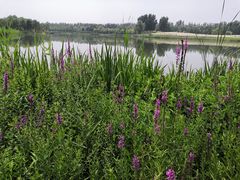 -东郊湿地公园