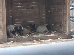 -长白岛森林公园