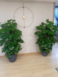 -酉嘉瑜伽YO+YOGA