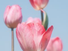 -厦门园林博览苑