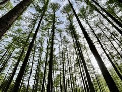 -洛阳白云山景区