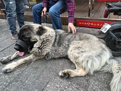 -无影脚佛山陈氏盲公丸始创店(飞鸿街店)