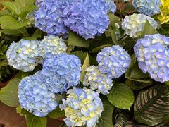 -秦美花卉(天朗·莱茵小城2期店)