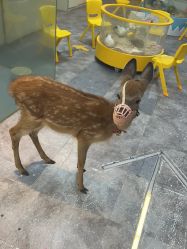 -神奇动物撸宠馆·羊驼·小浣熊·异宠(豫园店)