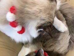 -南京Hallo宠物乐园·哈罗犬舍·柴犬繁育基地