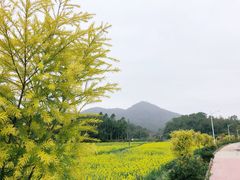 -红山村