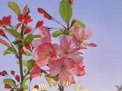 -高东镇樱花园