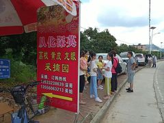 -从化深英荔枝黄皮龙眼采摘园