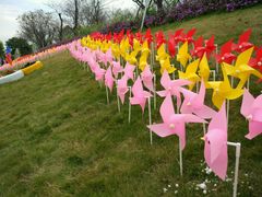 -天适樱花悠乐园
