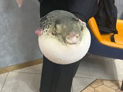 -鲐赏河豚(长寿店)