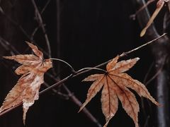 -红山森林动物园