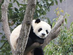 -卧龙中华大熊猫苑神树坪基地