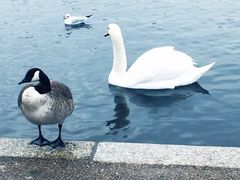 -海德公园