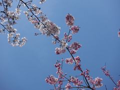 -醍醐寺