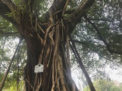 -广州中山纪念堂