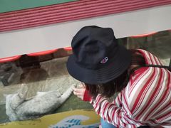 -猫咪博物馆(顶澳仔猫街店)