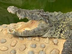 -石家庄市动物园