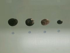 -青岛贝壳博物馆
