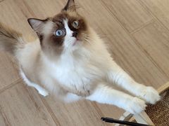 -有猫主题·治愈系猫咖(曾厝垵店)