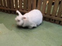 -藦茜花园宠物主题亲子互动体验馆(国顺东路店)