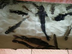 海鲜池-荣兴河鲜楼