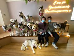 -Husky Go! 哈士奇体验馆·宠物咖啡厅狗咖