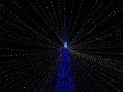 -锦江乐园舞狸花花游园会(夜场专享)