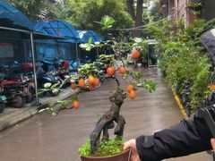 -青石桥花鸟鱼虫市场(叠翠城店)