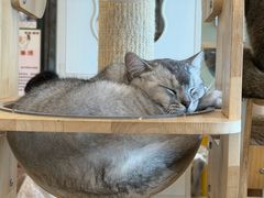 -有喵·猫咖·狗咖·30几只猫10只小狗(岗厦店)