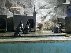 -北戴河圣蓝海洋公园