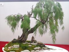 -重庆市江北嘴中央商务区中央公园