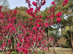 -上海市龙华烈士陵园