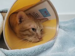 -关爱宠物医院·猫科中心·消化科(滨湖万达分院)