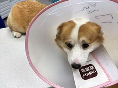 -联合动物医院(光谷诊疗中心)