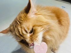 -藏猫猫咖啡主题馆(中央大道店)