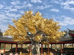 -广东圆玄道观