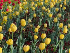 -豫园志愿服务青年中心