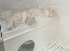 -lincat·猫舍(广州店)
