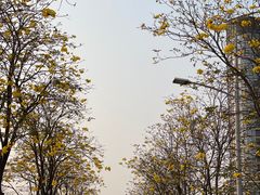 -洲头咀公园