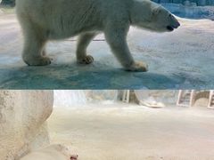 -珠海长隆海洋王国
