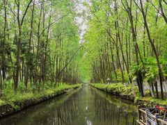 -合肥滨湖国家森林公园