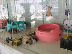 -糯米喵星人总部直营旗舰店·猫舍·幼猫出售