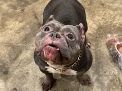 -小狗上班·狗咖·猫咖·小奶狗·摄影(南山店)